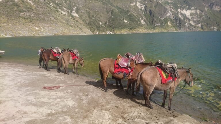Mules resting on the shore of Quilotoa Lagoon