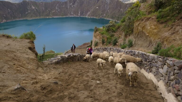 Sheep on the trail along the Quilotoa crater